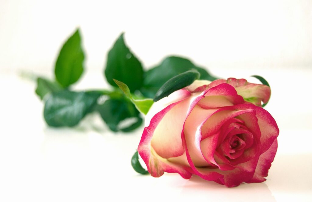 シングルマザーが婚活に利用するアプリのおすすめは？